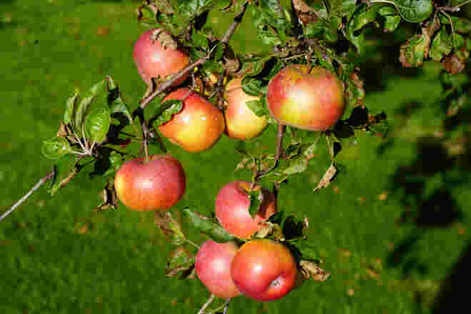 Schweizer Orange
