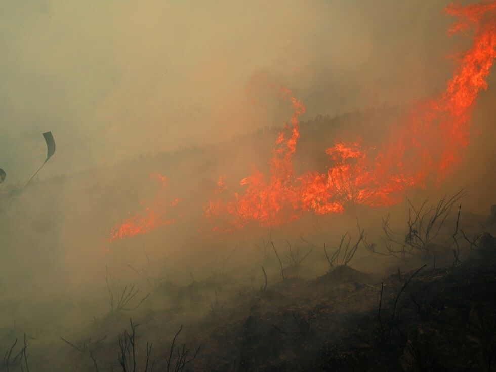 10.000 Quadratkilometer durch Waldbrände in der EU zerstört