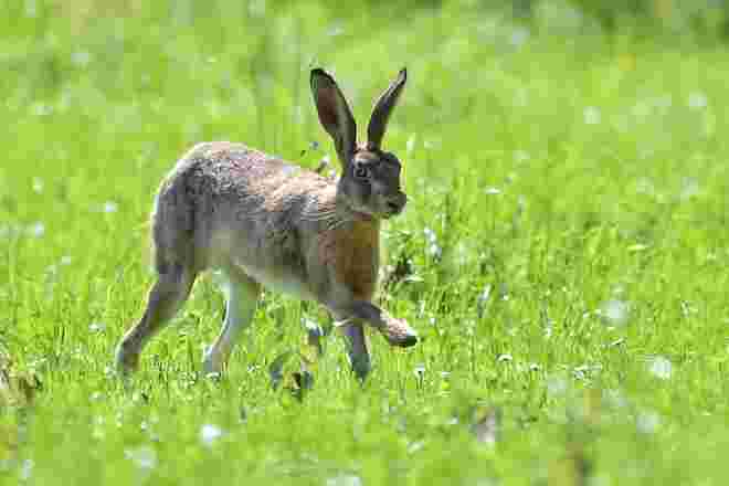 Ich weiß, wie der Hase läuft ...