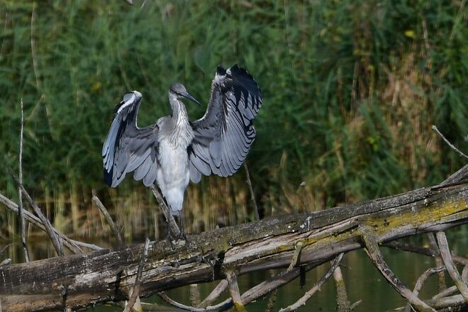 Sooo groß war der Fisch 