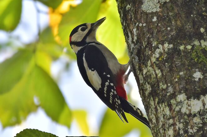 Herr Specht klopft an ...  ;-))