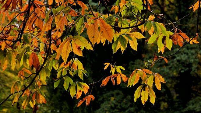 Herbstleuchten