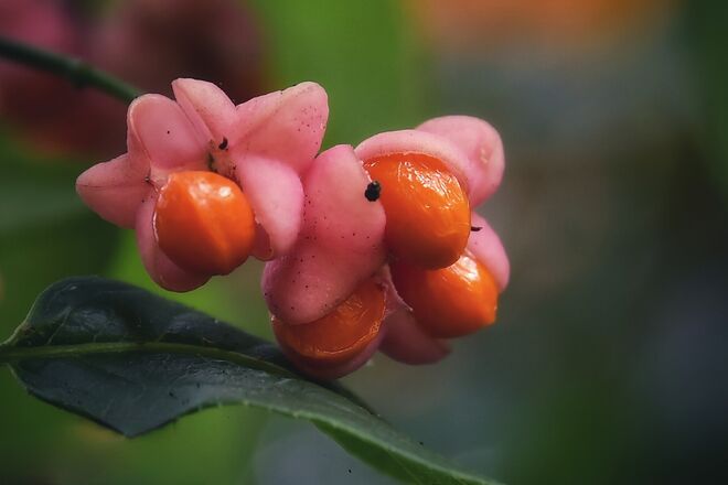 Giftiges Pfaffenhütchen