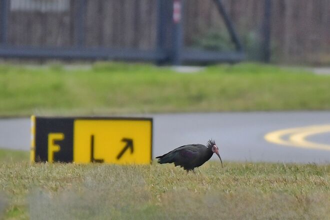 Waldrapp am Flugfeld gesichtet