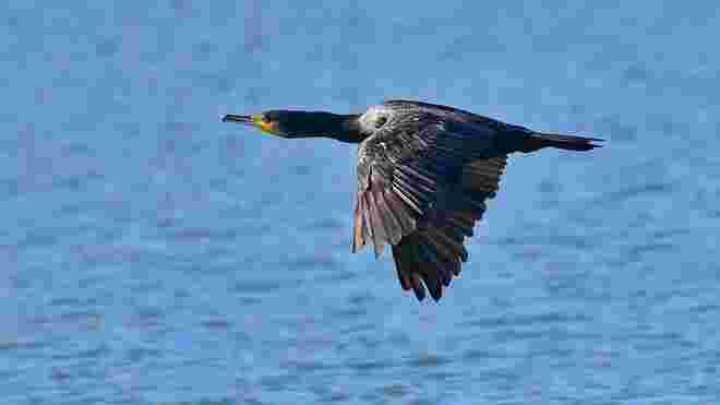 Der Name "Kormoran" ...