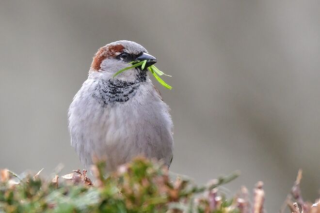 Ein bissl Gras für's Nesterl