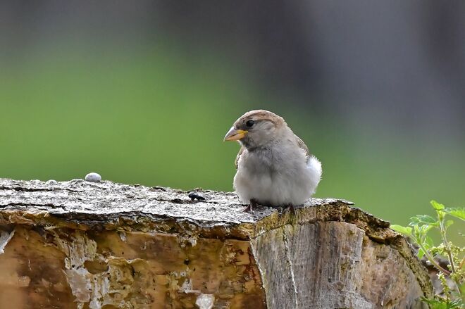 Die Hitze macht so müde