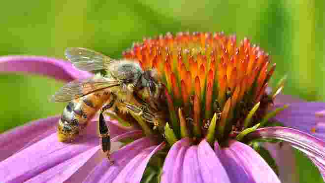 Das Leben zeugt Blumen und Bienen.