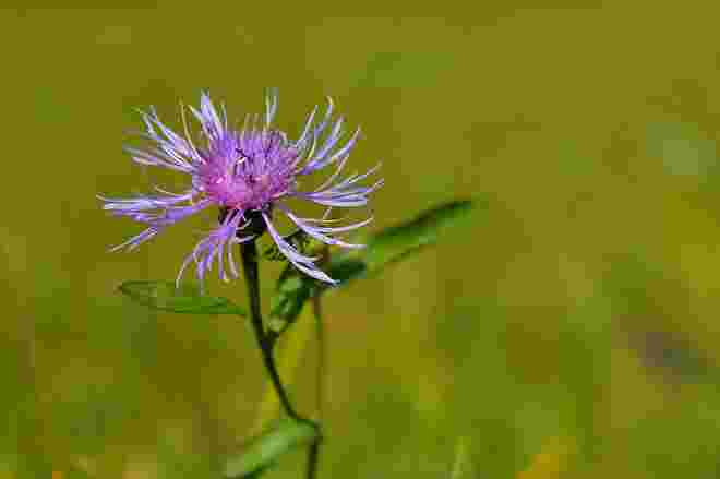 Wiesen-Flockenblume