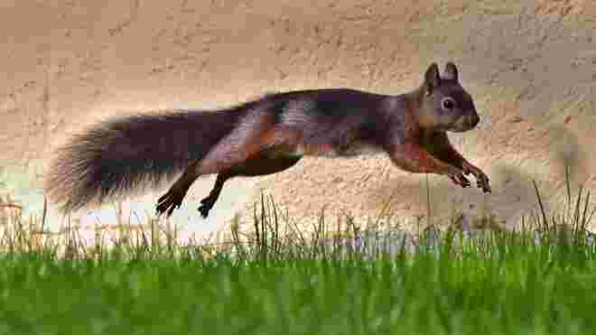 ACHTUNG - Flughörnchen kreuzen den Weg