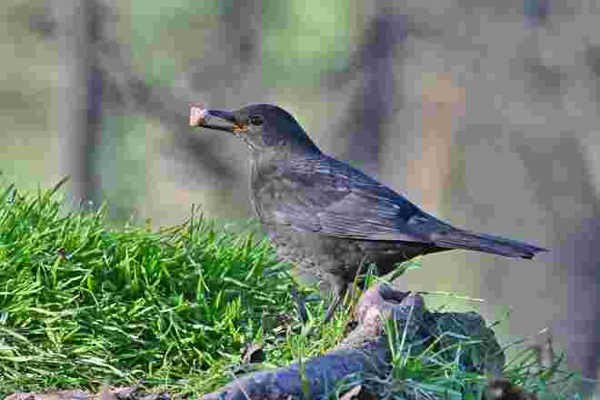 Amsel im Wald 