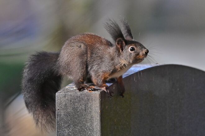 Kurz vor dem Absprung