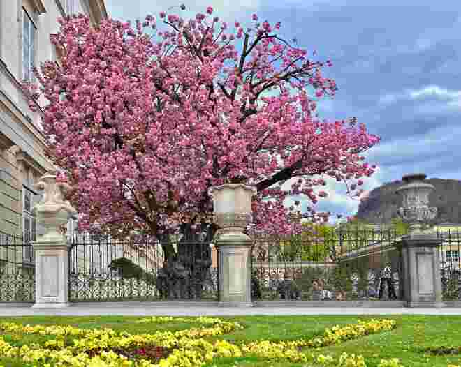 Blütenpracht im Mirabellgarten 