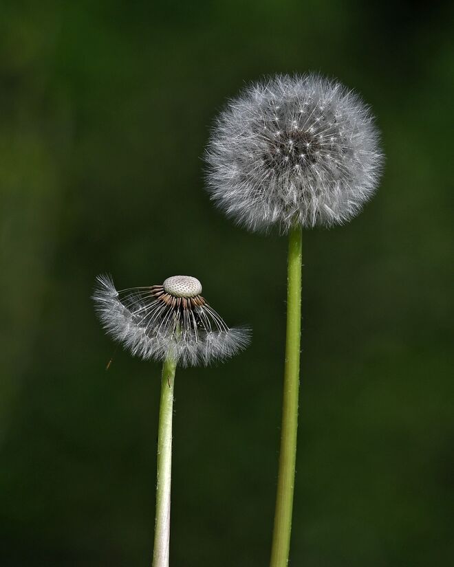 Beim nächsten Windstoß siehst du auch so aus wie ich