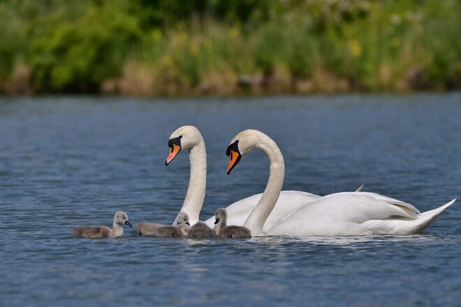 Familie Schwan