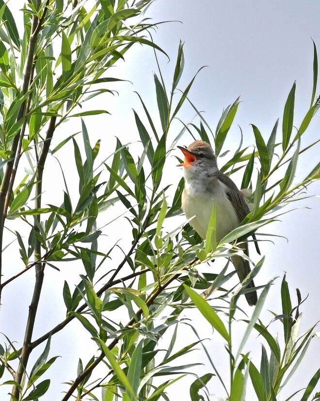 I sing a Liad für di