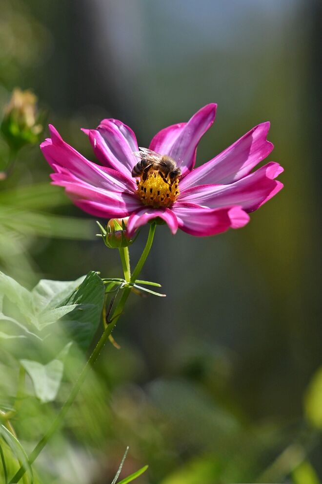 "Jede Blüte ist ein Lächeln der Natur, jede Biene ein Hauch von Leben."