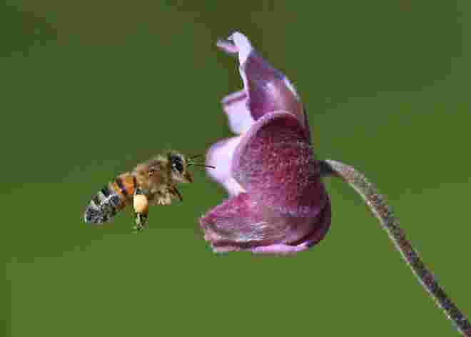 Die Blume ...