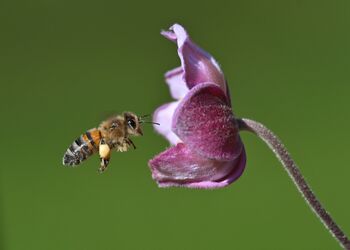 Die Blume ...