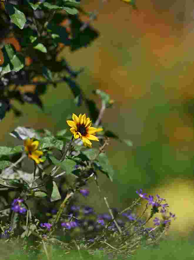September-Blüten