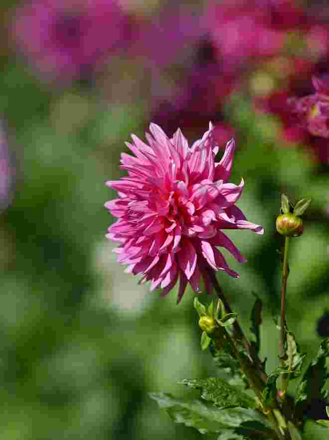 Dahlienblüte