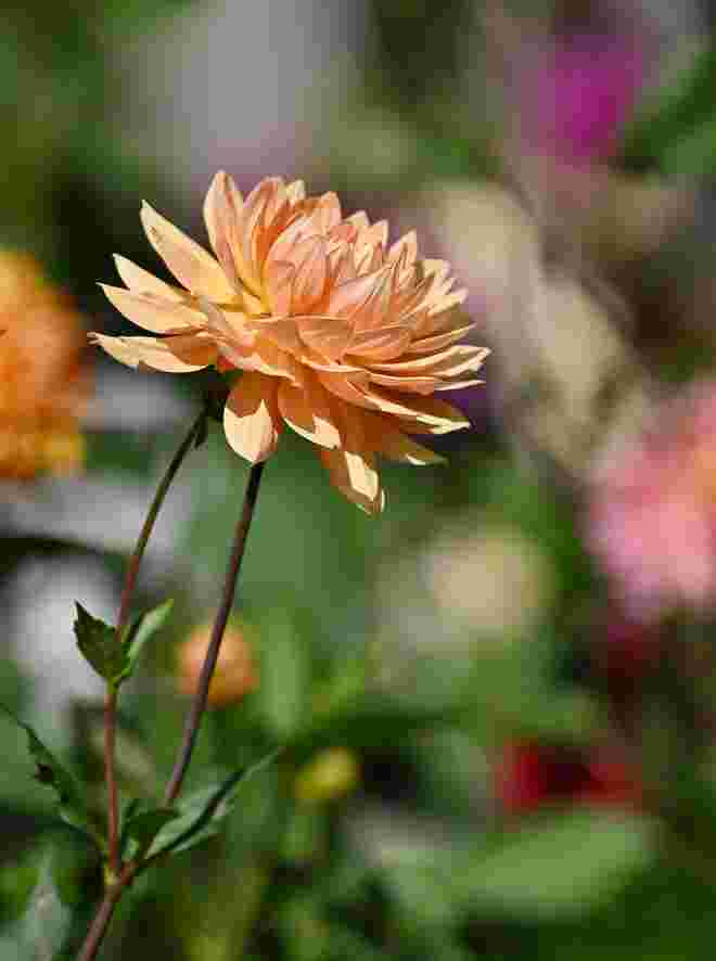 Dahlienblüte