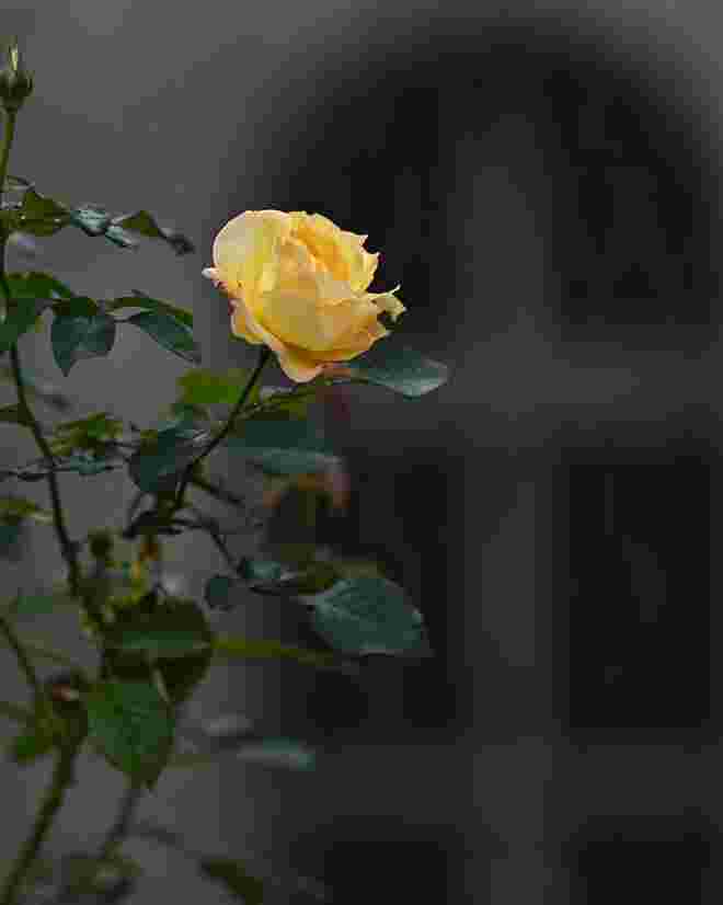 Gelbe Rosen ...