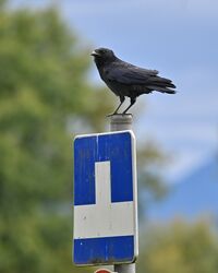 Do geht's ned weida 