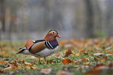 Mandarinente im Eichenlaub