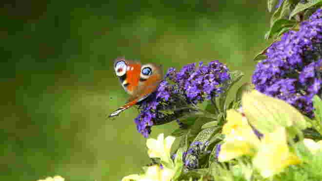 Schmetterling