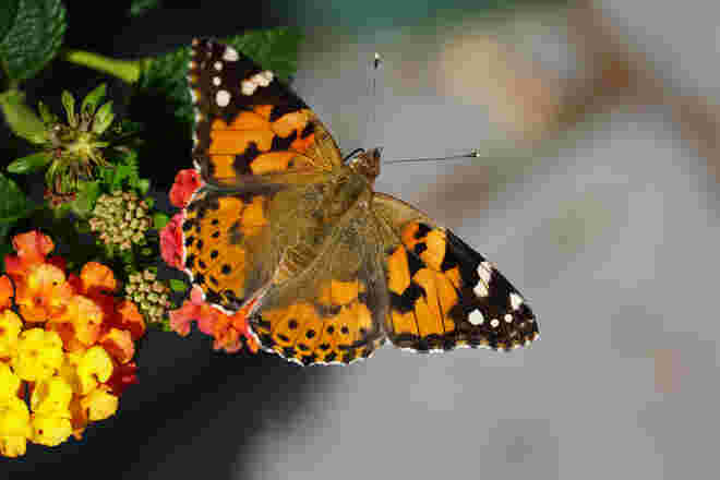 Distelfalter