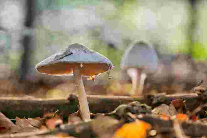 Herbstboten