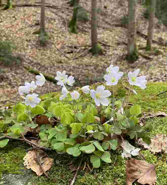 Waldsauerklee