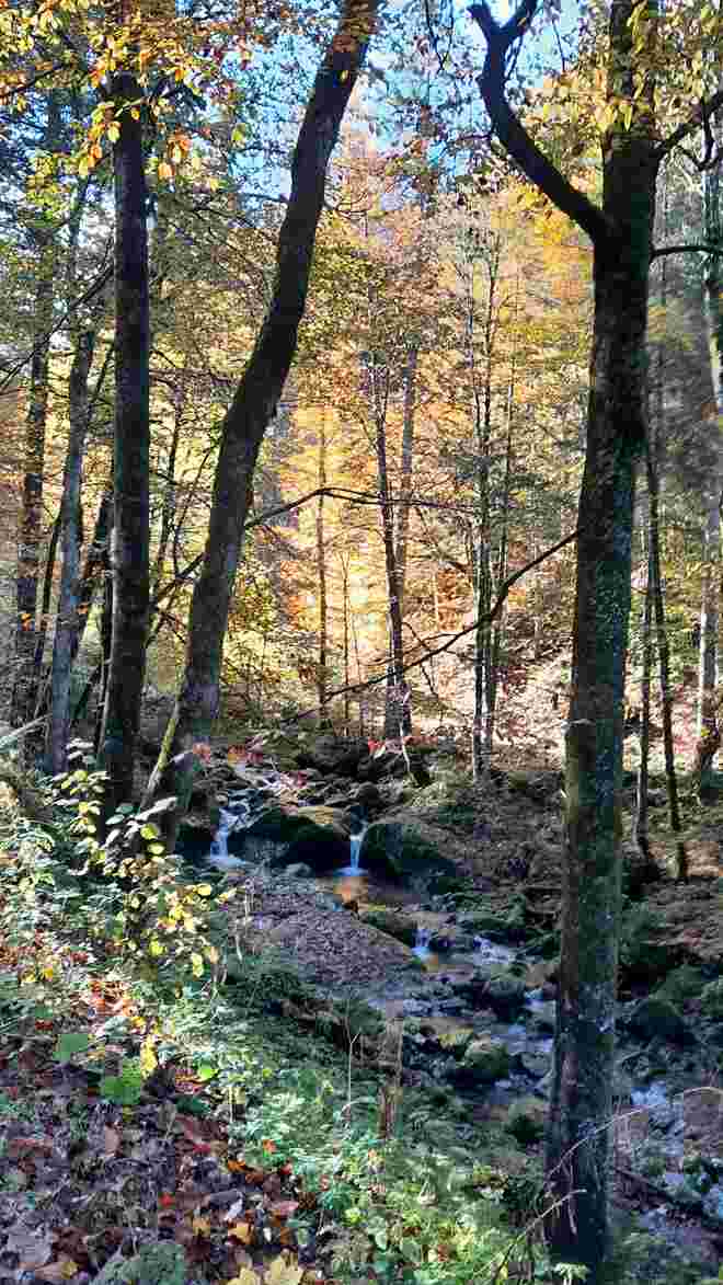 am Heimweg von der Bergalm ...
