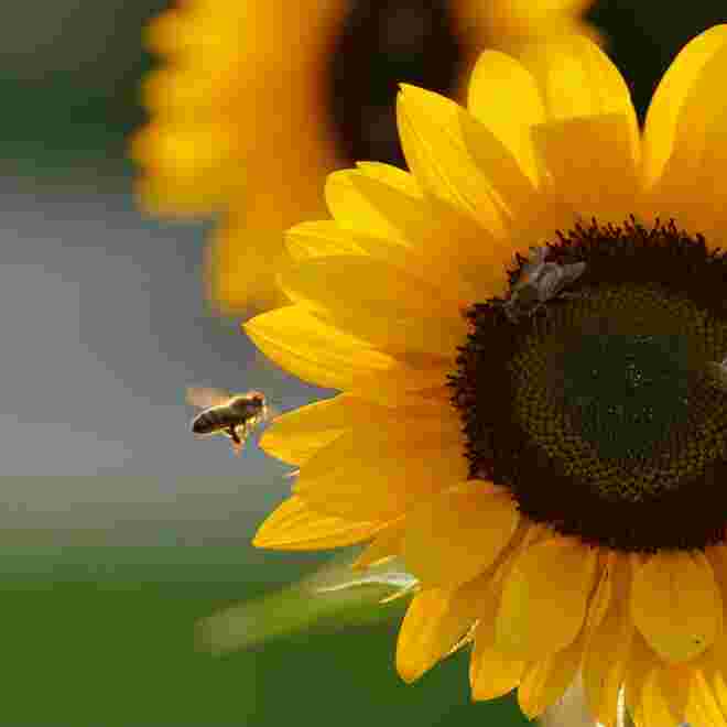 Fleißiges Bienchen 