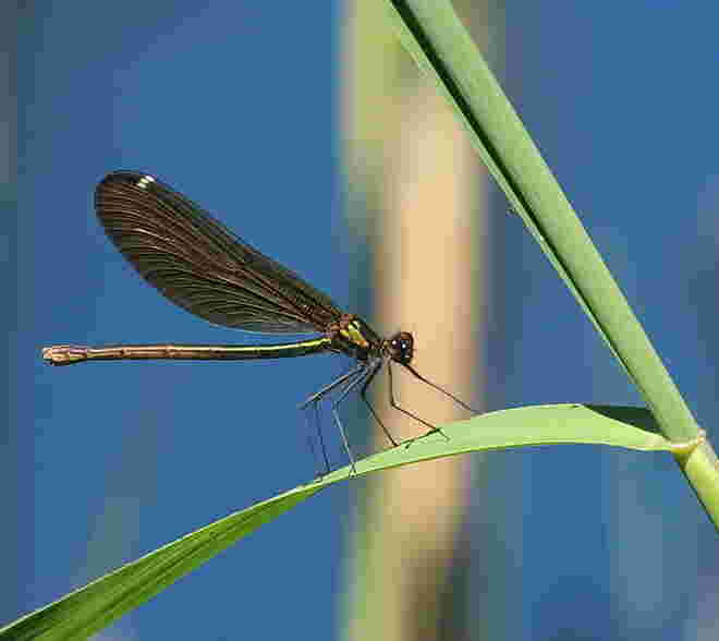 Blaufügel-Prachtlibelle, Weibchen