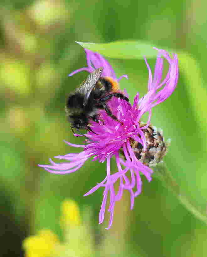 Kleiner Brummer