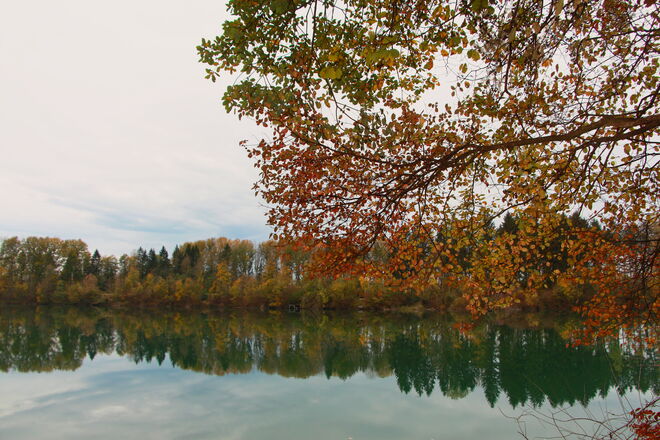 Herbst in der Au