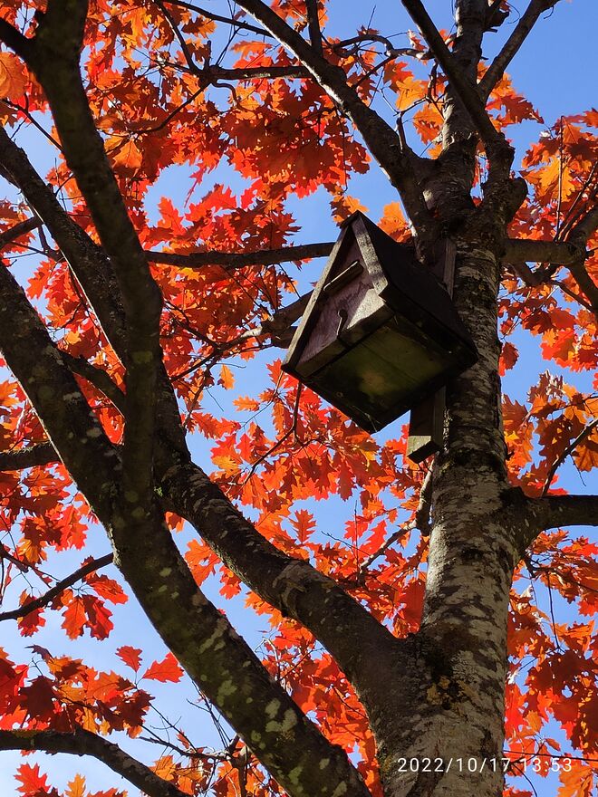 Blick durch die herbstlich gefärbten Blätter der Spitzeiche  in den tiefblauen Himmel