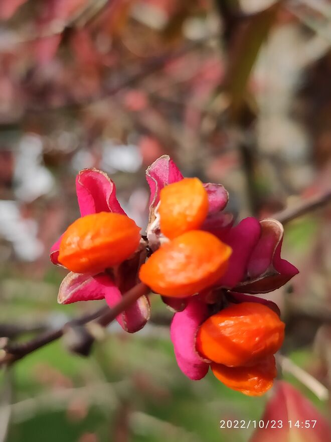 Früchte des Pfaffenhütchens
