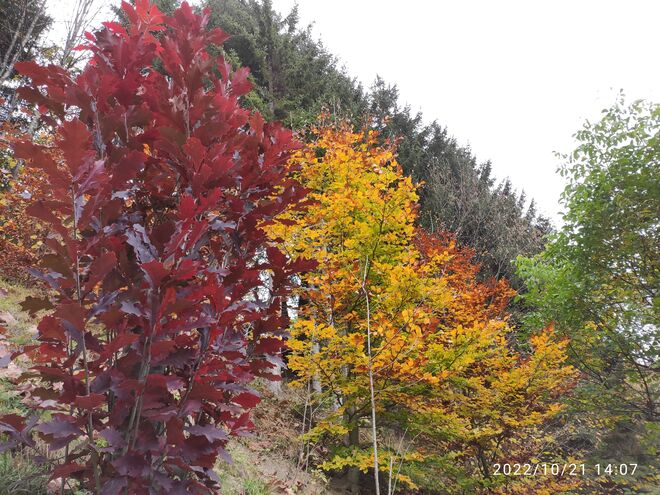 Prächtige Herbstfärbung