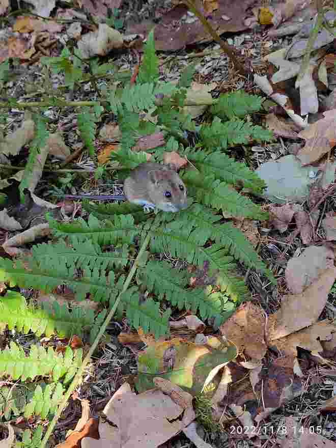 Ein kleiner Bewohner im Tierpark Hellbrunn