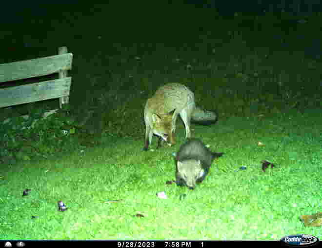 Fuchs und Marder können gut miteinander!