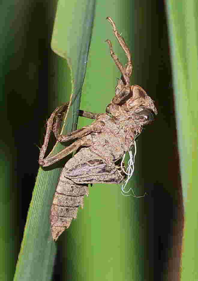 Larvenhülle
