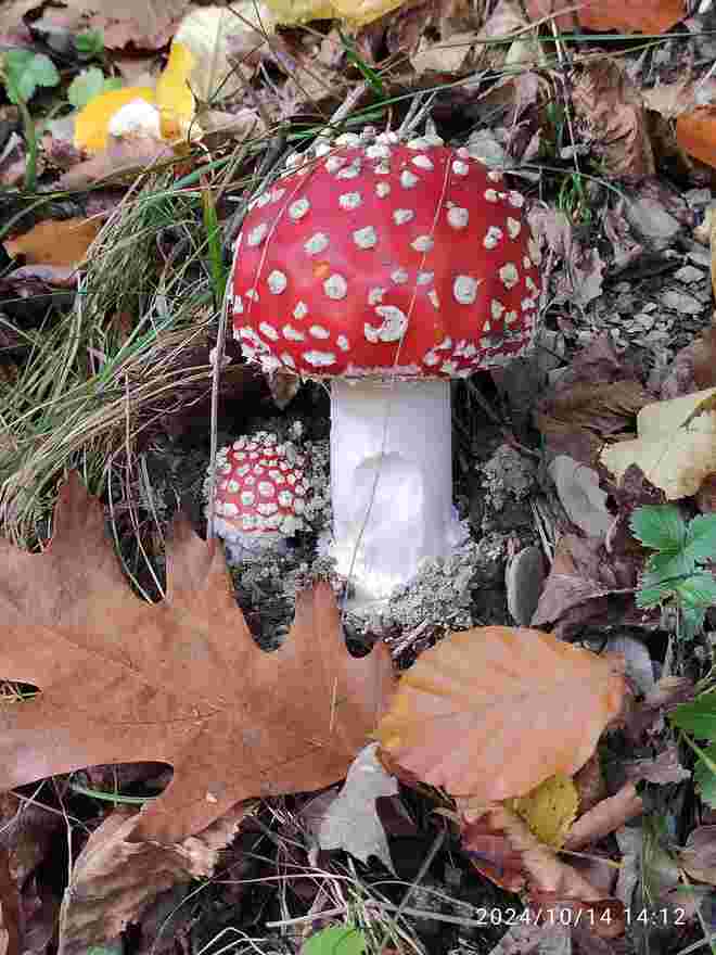 Fliegenpilz mit Baby
