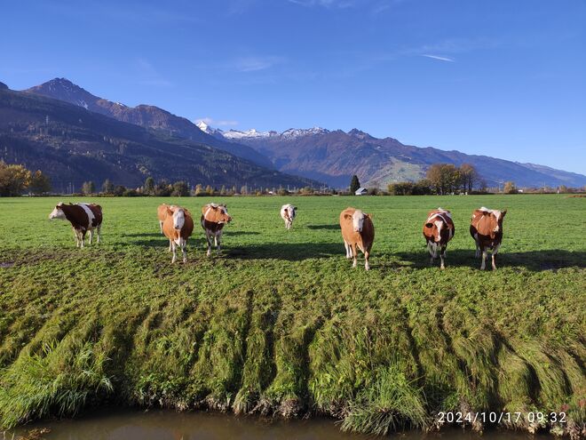 Die Kühe lieben mich und wollen zu mir!