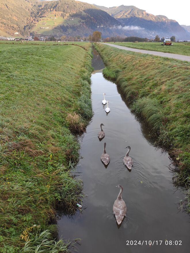 Schwanenfamilie am kleinen Zeller Seekanal