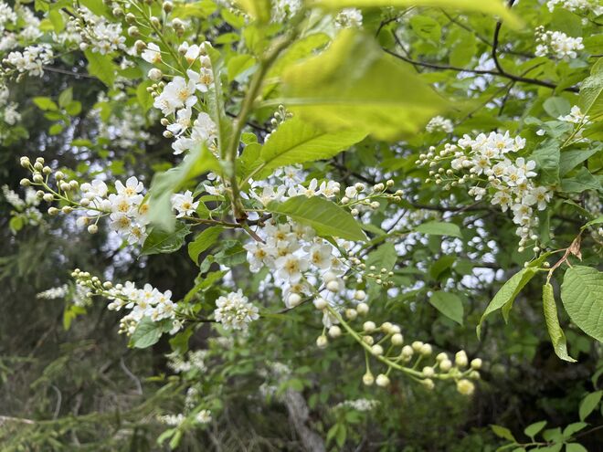 Virginische Traubenkirsche 
