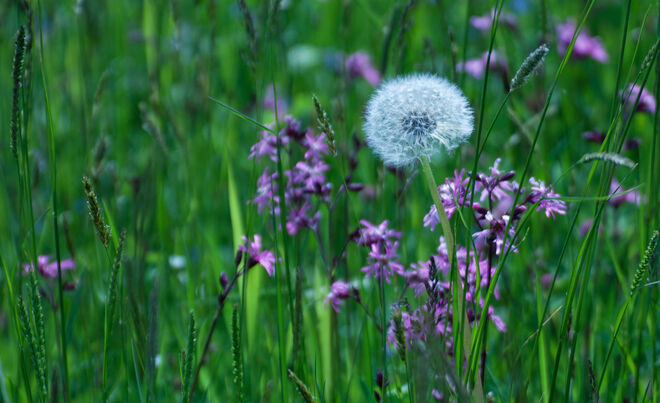 Ein kleines Wiesenstück