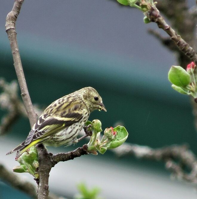 Apfelblütenverkostung 